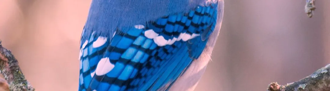Blue Jay