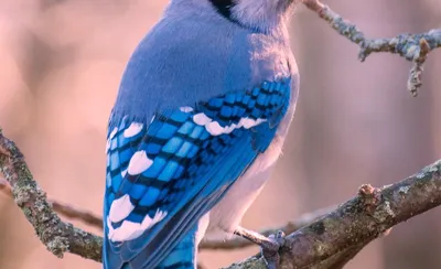 Blue Jay