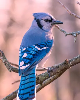 Blue Jay's Rockin Review