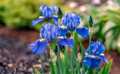 Iris Blue